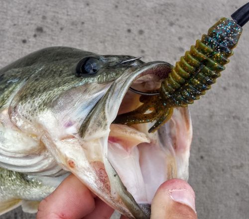 Big Craw